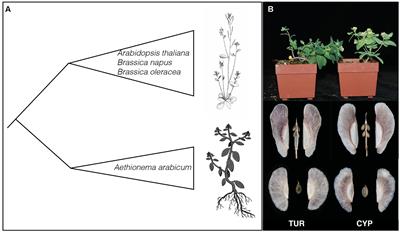Flowering Locus C (FLC) Is a Potential Major Regulator of Glucosinolate Content across Developmental Stages of Aethionema arabicum (Brassicaceae)